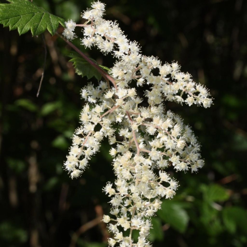 Holodiscus discolor