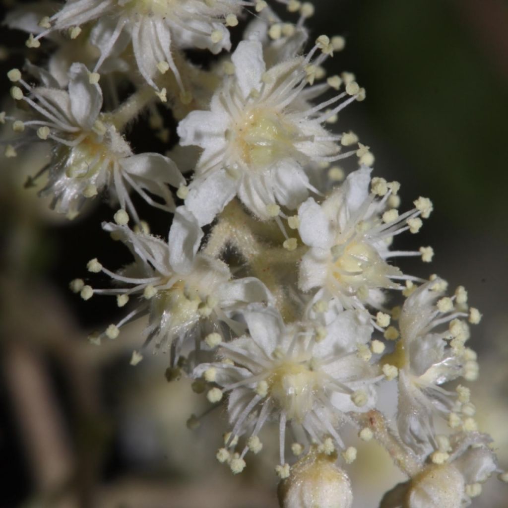Holodiscus discolor