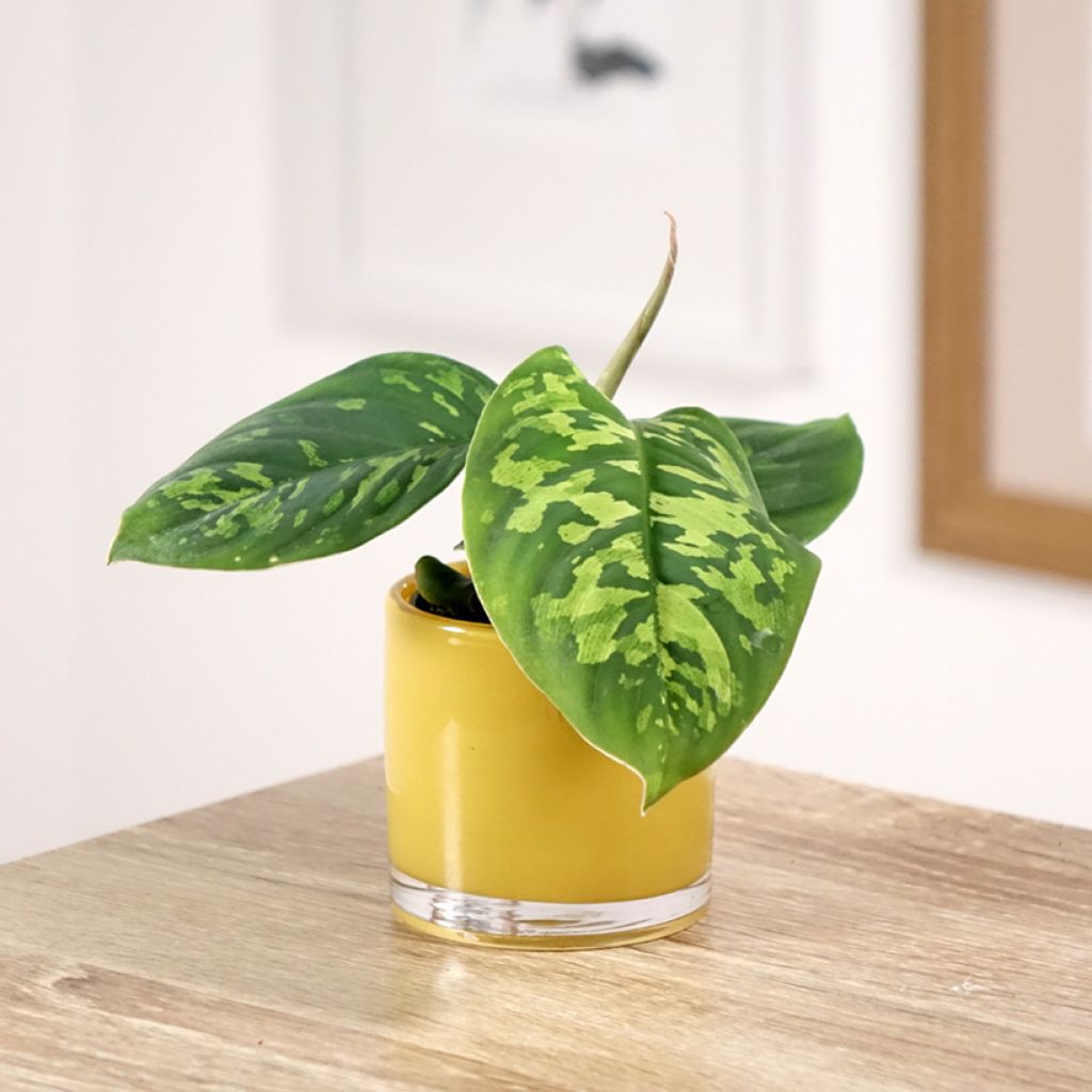 Aglaonema wallisii Camouflage - Chinese evergreen