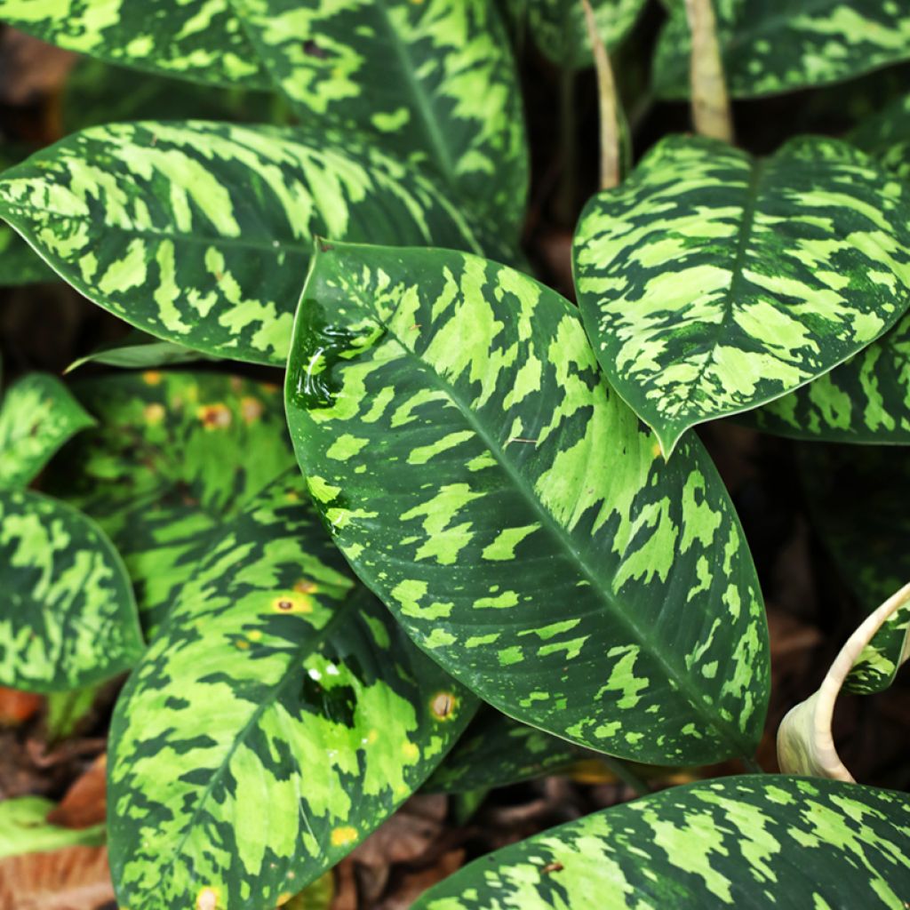 Aglaonema wallisii Camouflage - Chinese evergreen