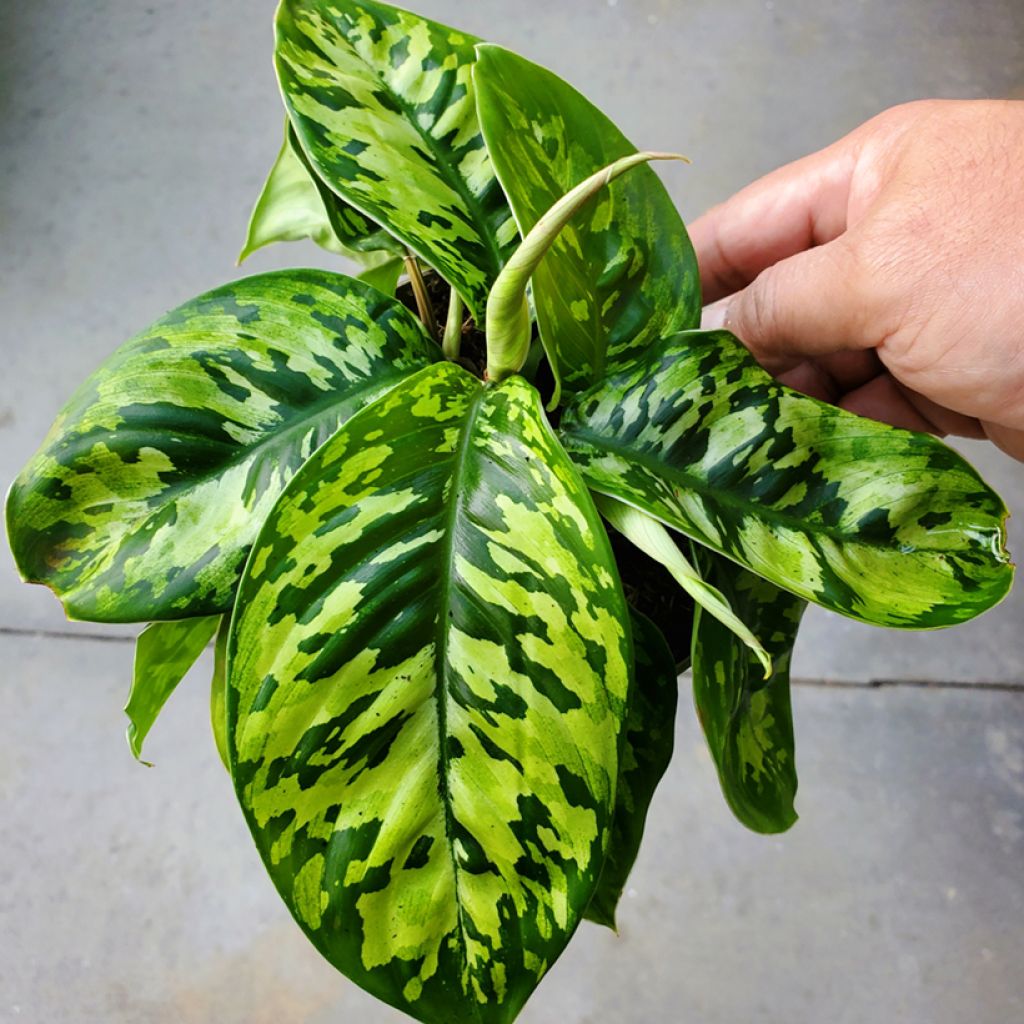 Aglaonema wallisii Camouflage - Chinese evergreen