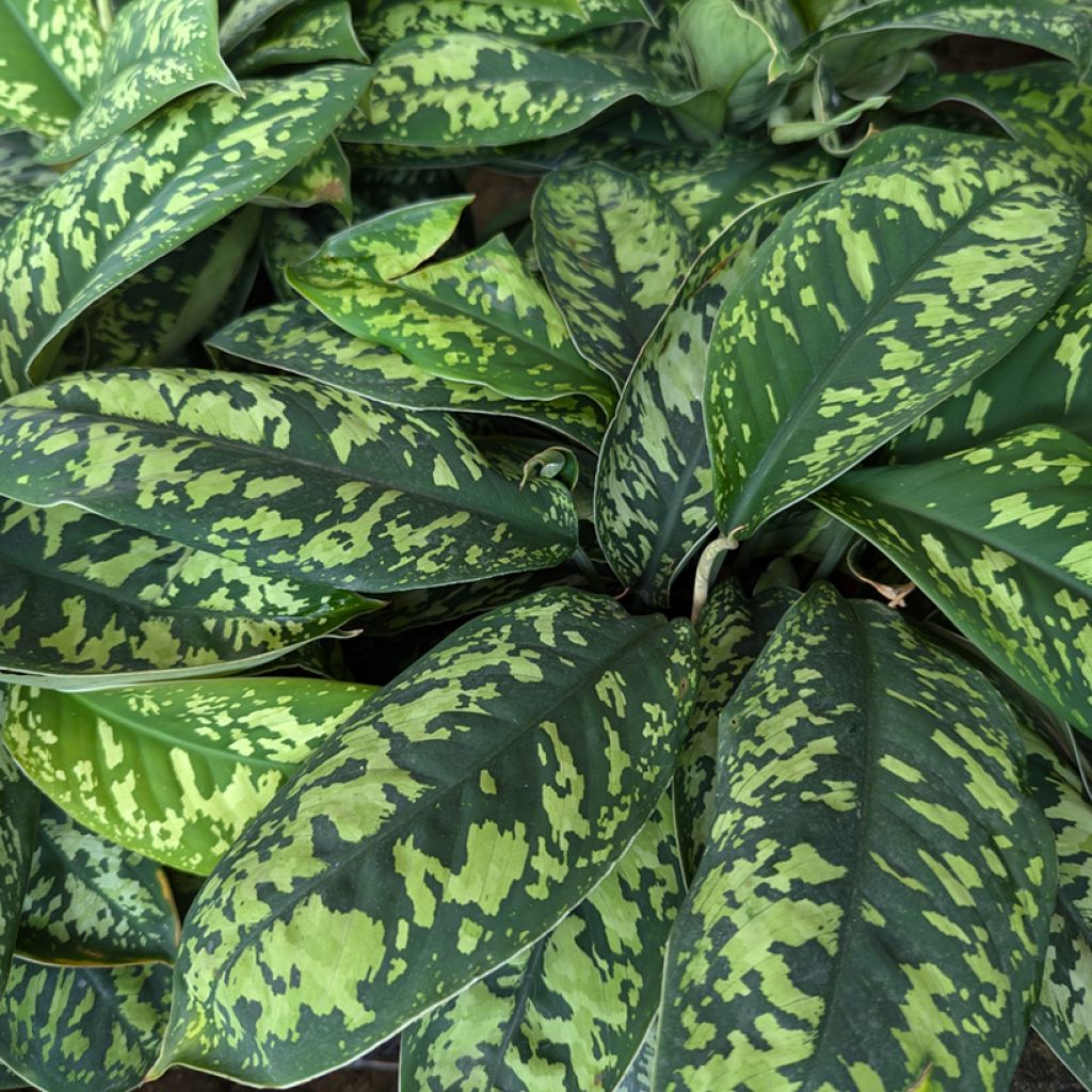 Aglaonema wallisii Camouflage - Chinese evergreen