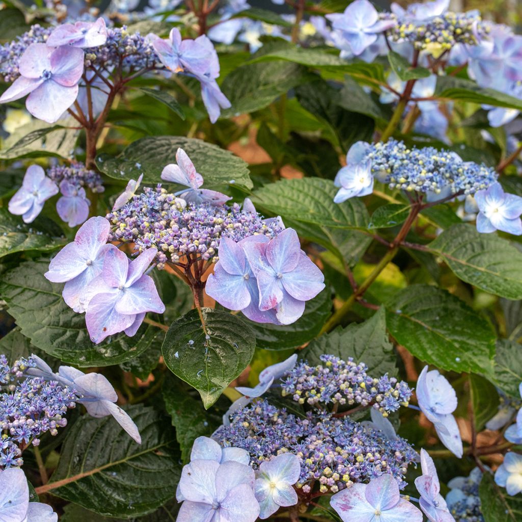 Hydrangea macrophylla Endless Summer Pop Star