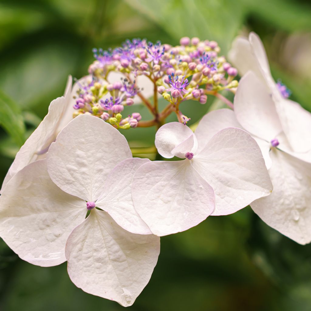 Hydrangea French Bolero