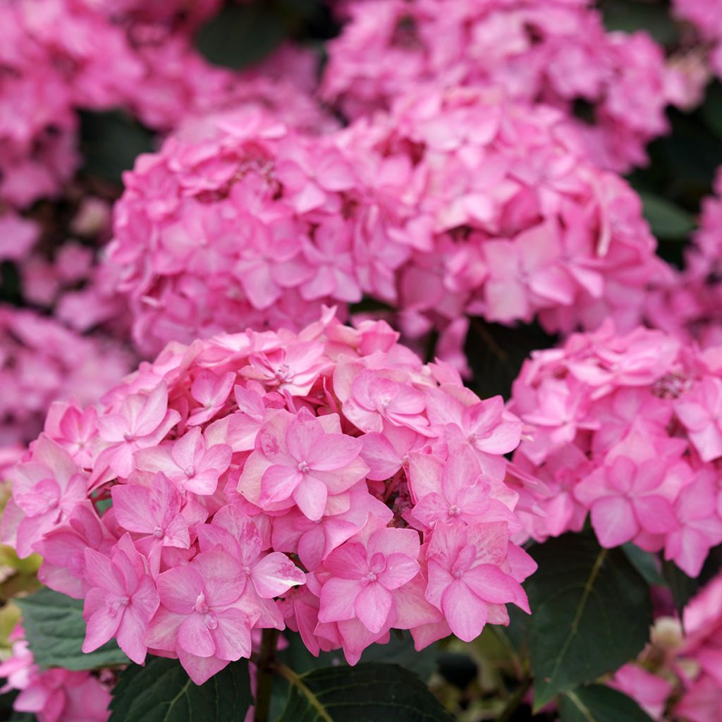 Hydrangea serrata Frozen Smoothie ® - Mountain Hydrangea
