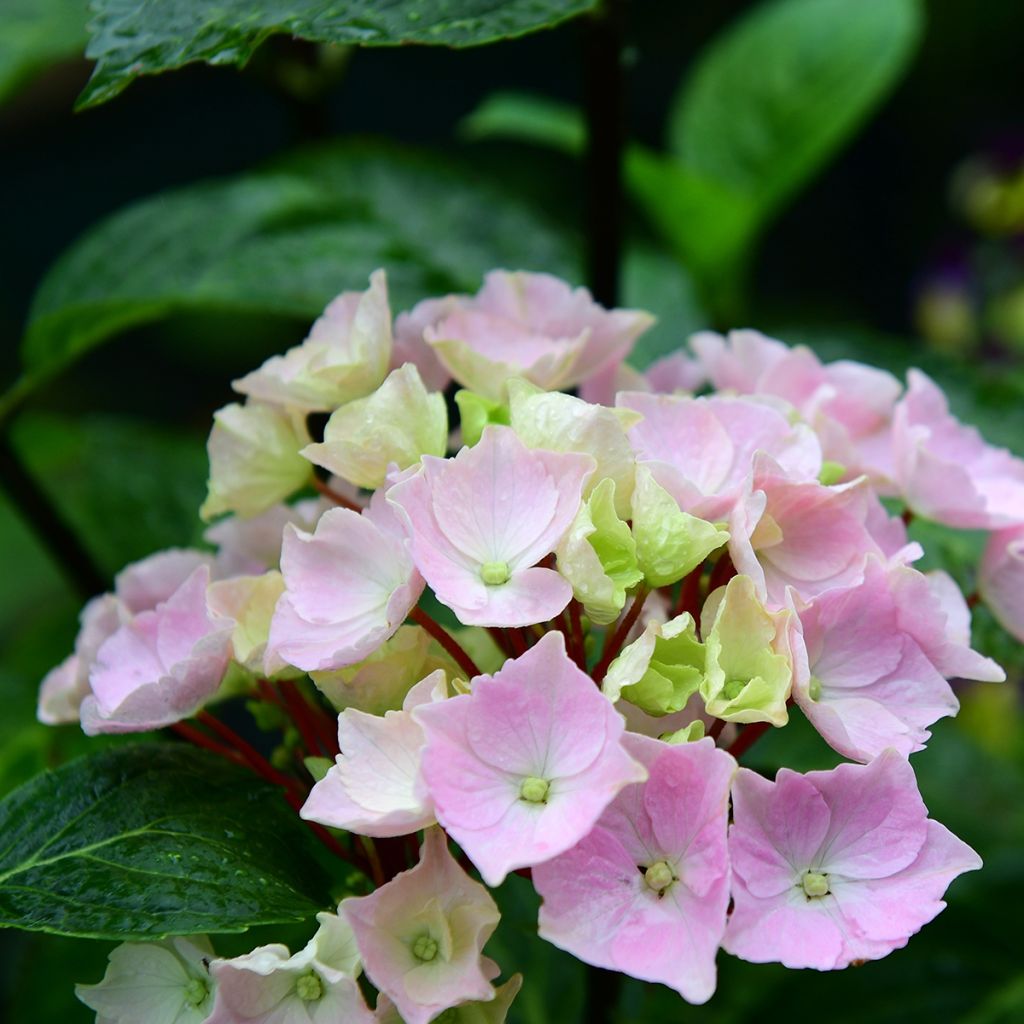 Hydrangea Runaway Bride Snow White