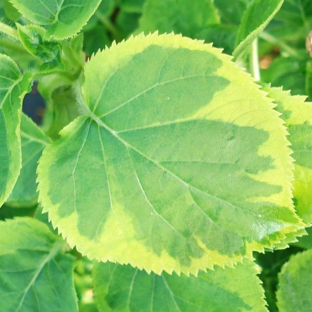 Hydrangea petiolaris Mirranda- Climbing Hydrangea