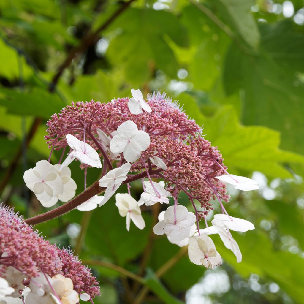 Hydrangea aspera subsp. sargentiana Goldrush