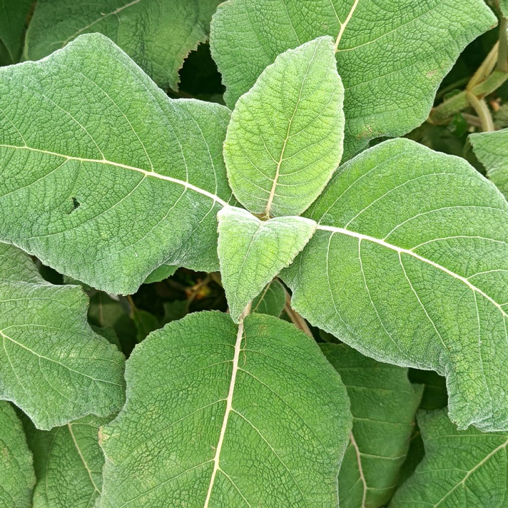 Hydrangea aspera Macrophylla
