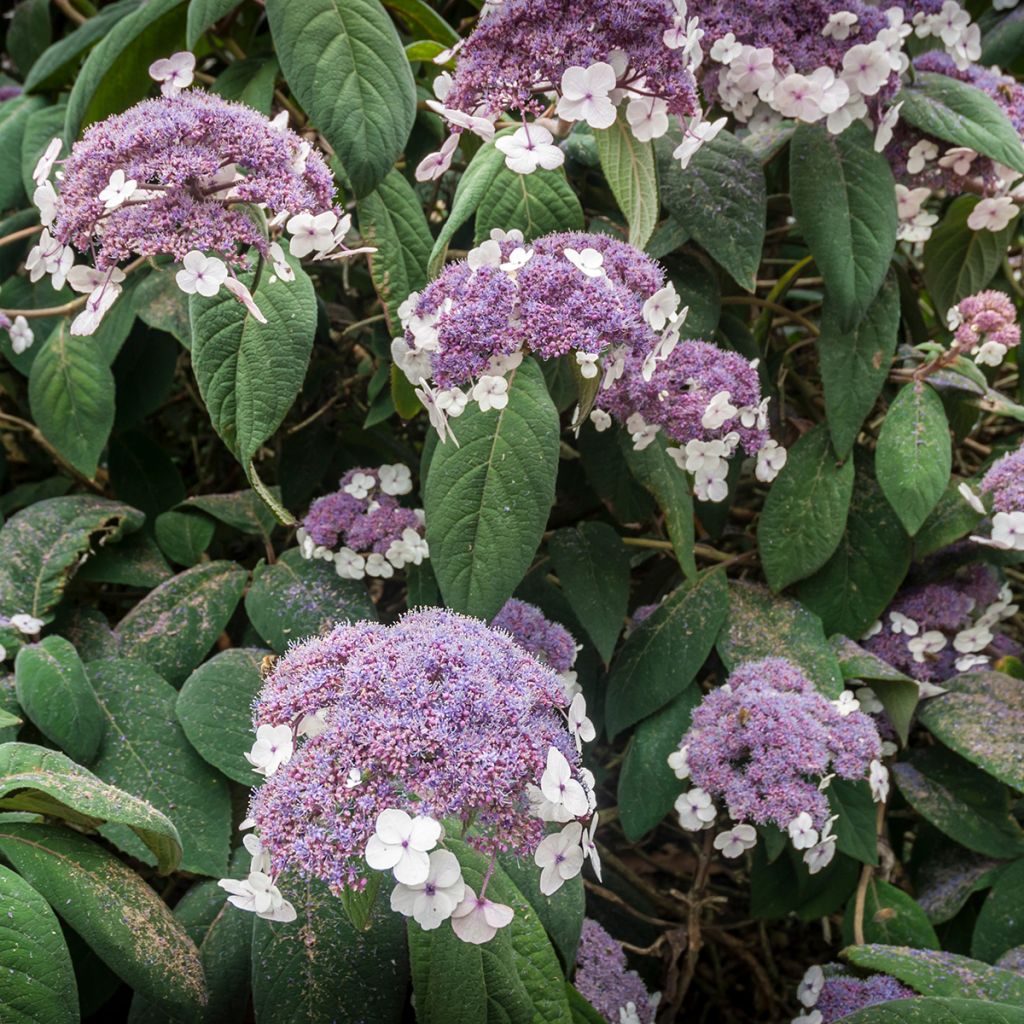 Hydrangea aspera subsp.sargentiana