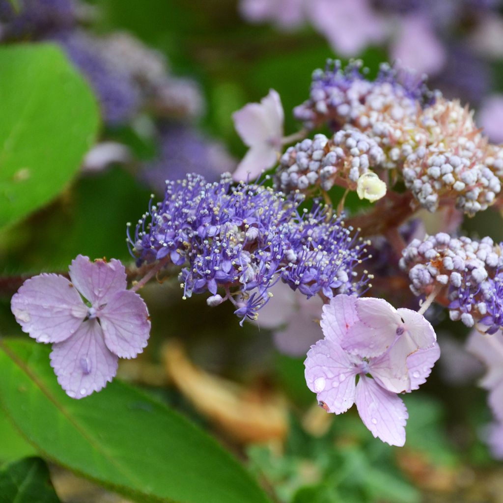 Hydrangea aspera Villosa