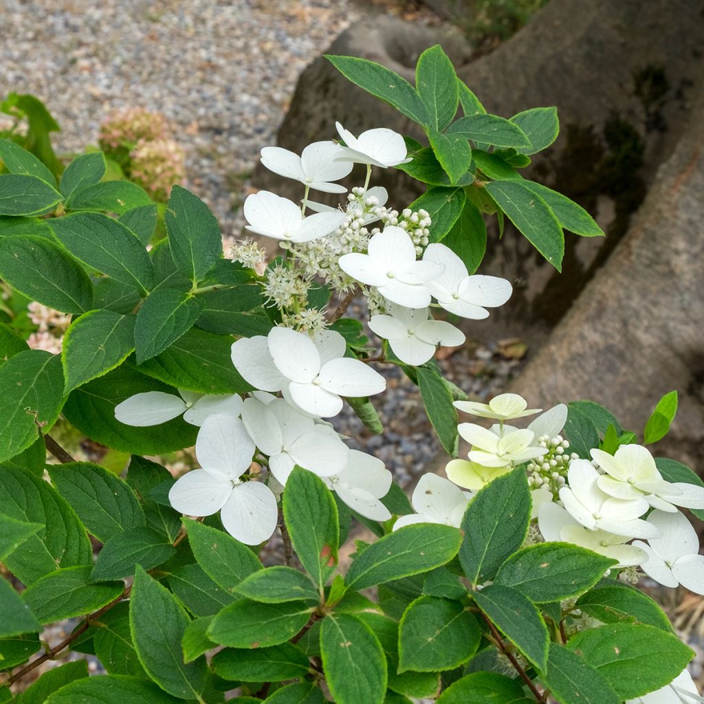 Hydrangea heteromalla