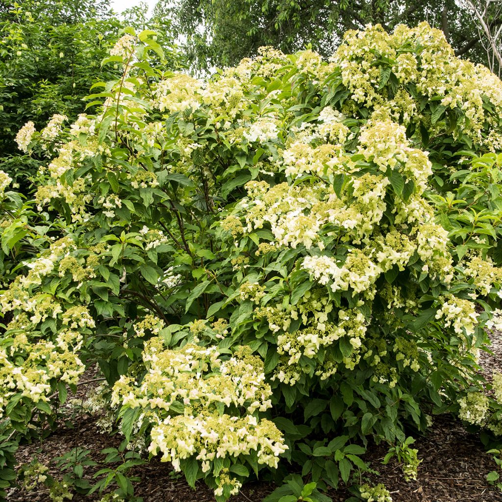 Hydrangea heteromalla