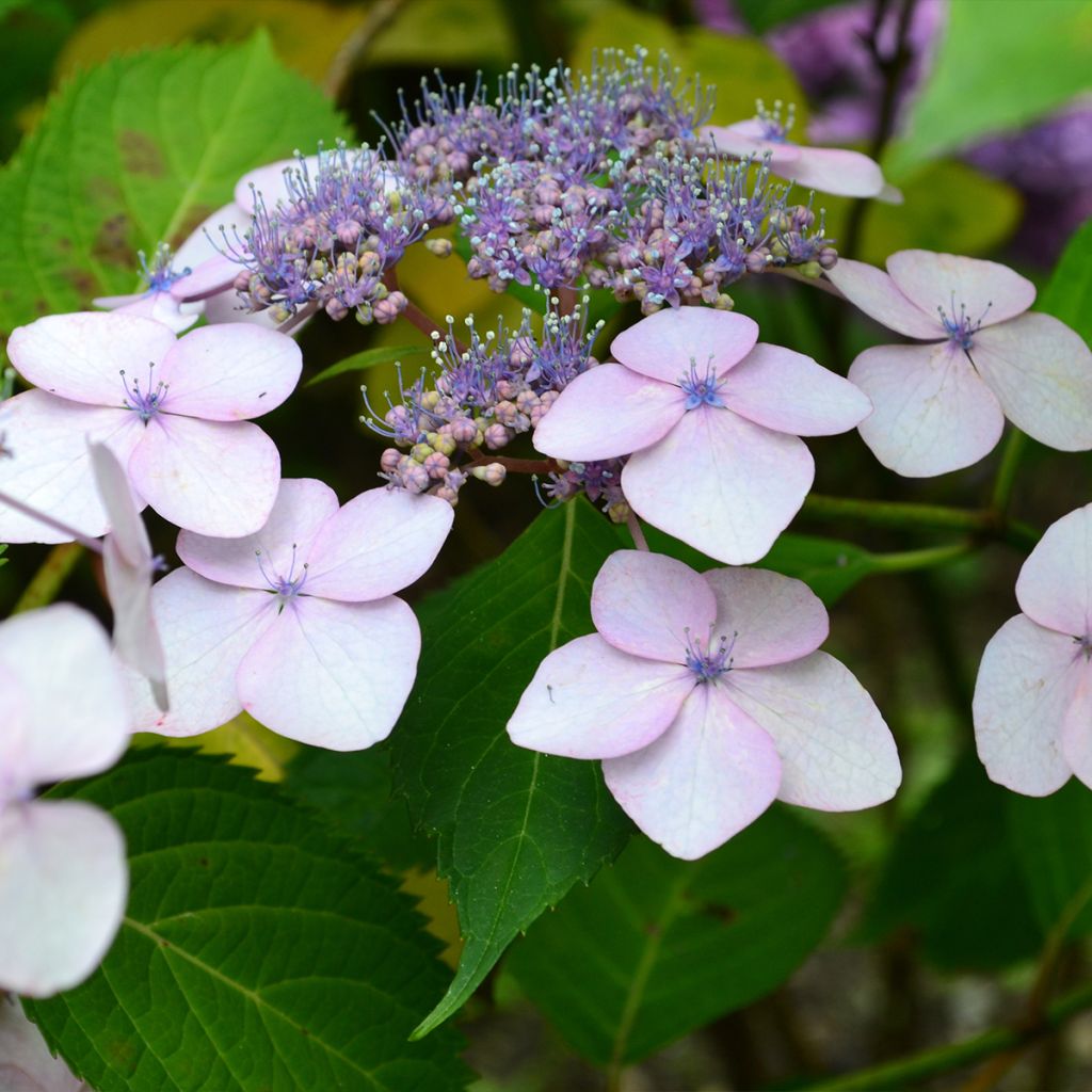 Hydrangea macrophylla Cloudi