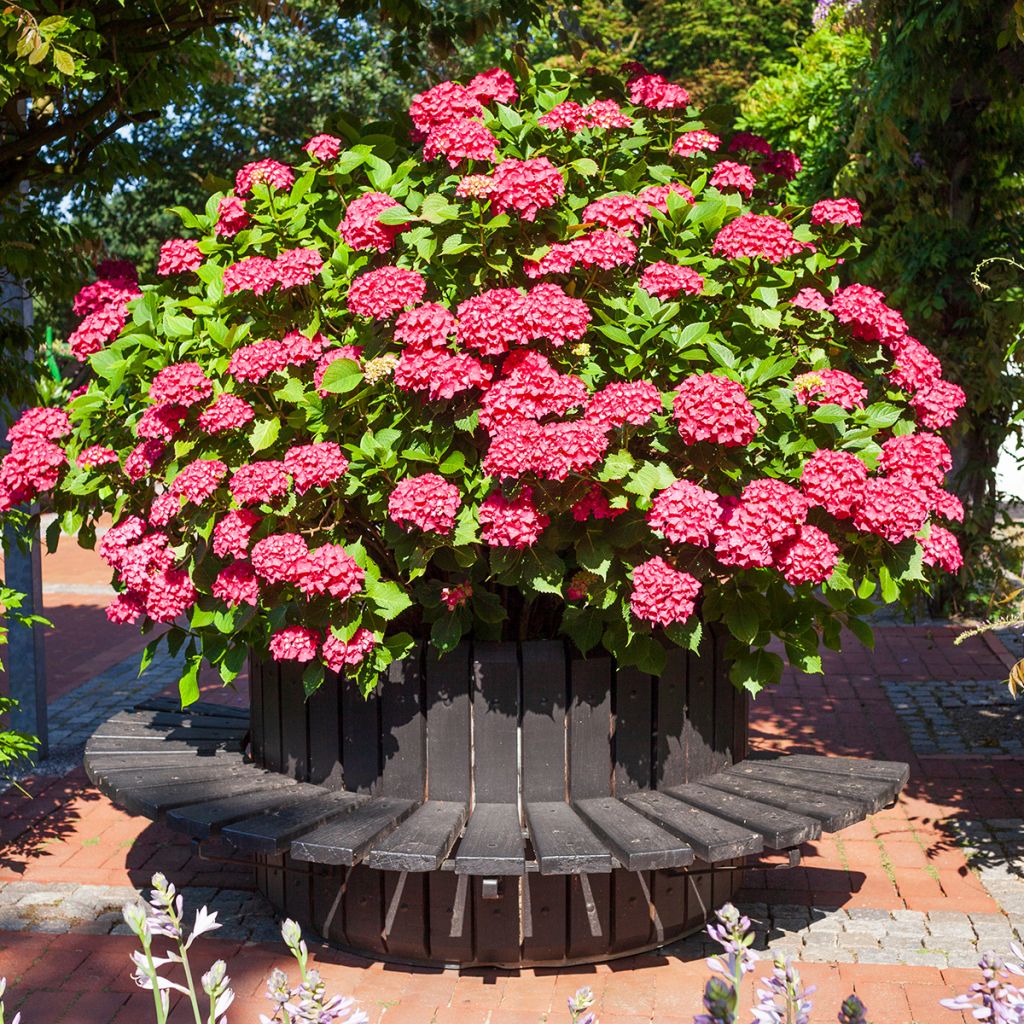 Hydrangea macrophylla Deutschland