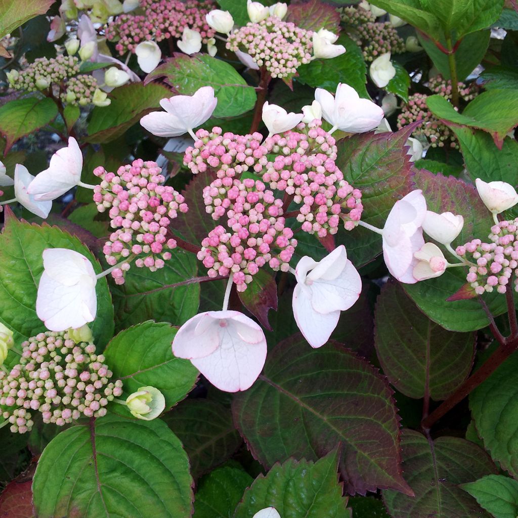 Hydrangea macrophylla Dolce Gipsy