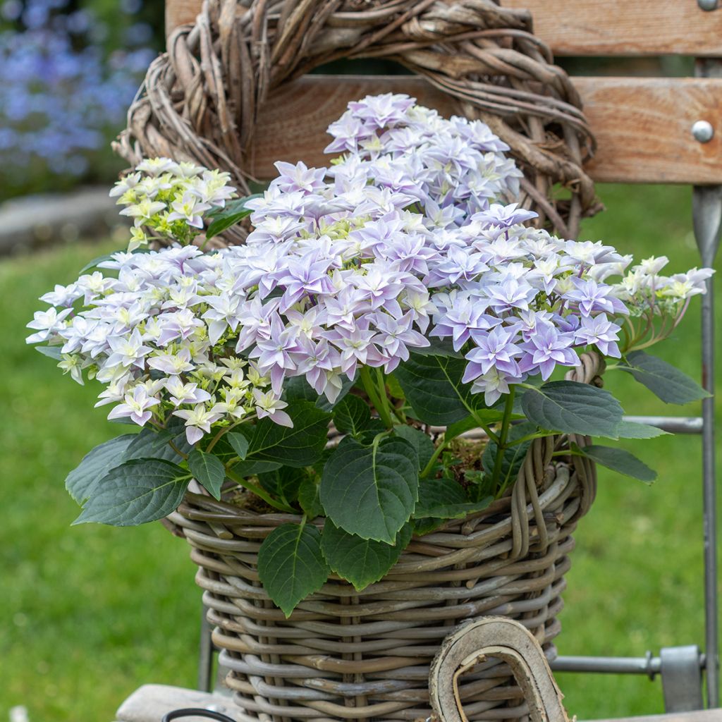 Hydrangea macrophylla Double Dutch Blue