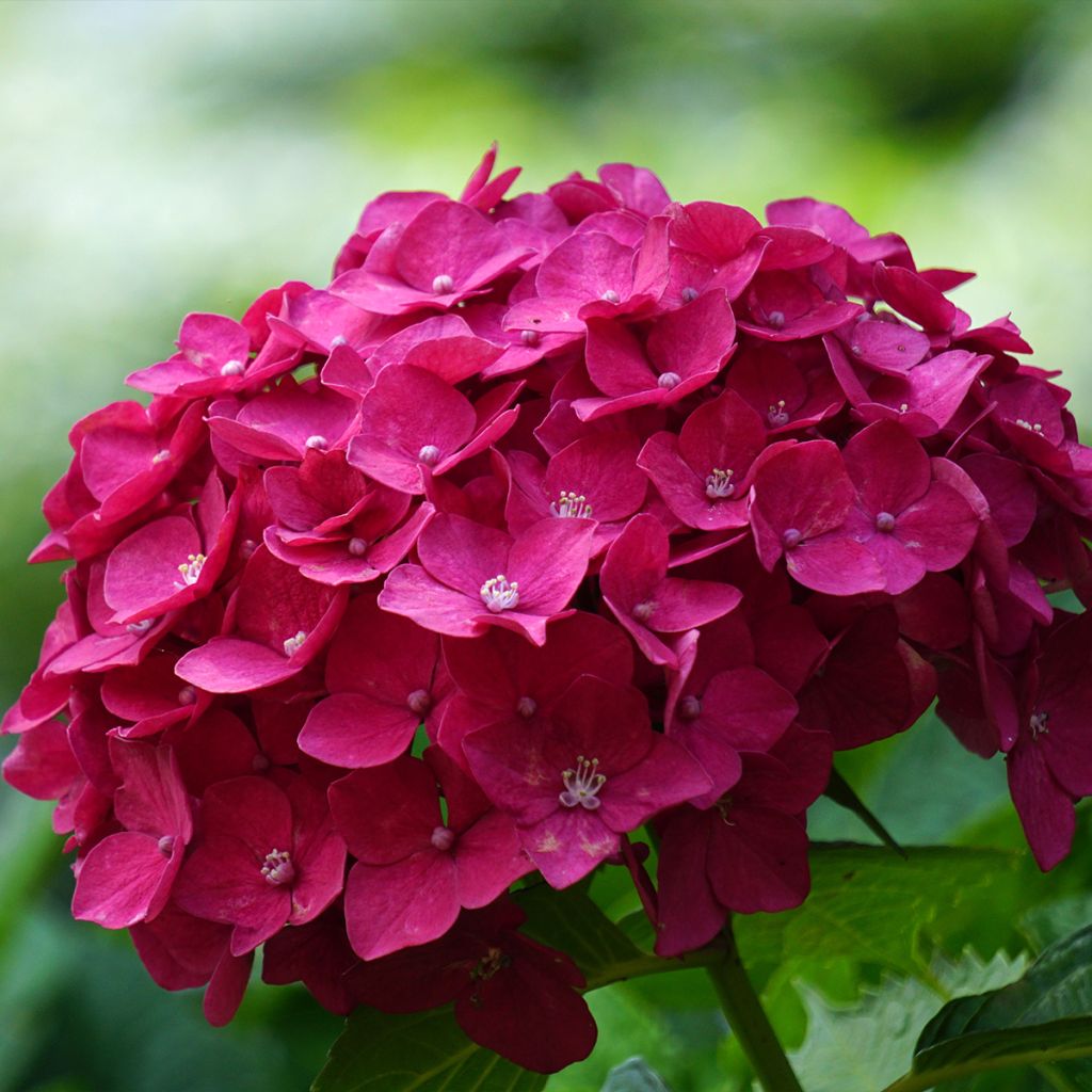 Hydrangea macrophylla Eughen Hahn