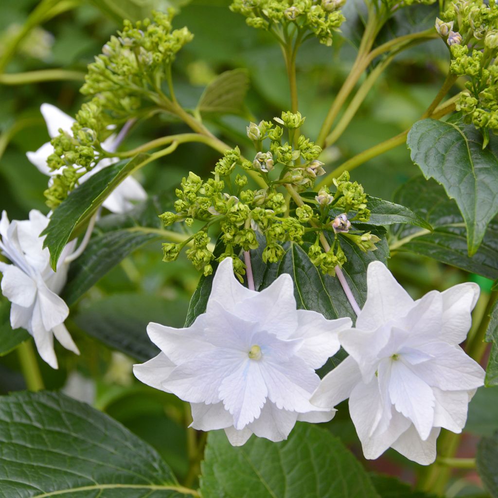 Hydrangea macrophylla Hovaria Fireworks White