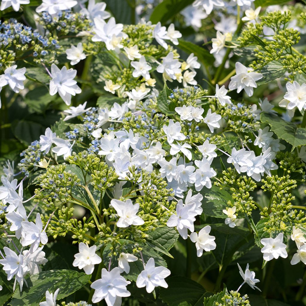 Hydrangea macrophylla Hovaria Fireworks White