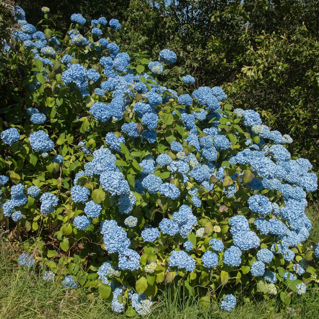 Hydrangea macrophylla Generale Vicomtesse de Vibraye