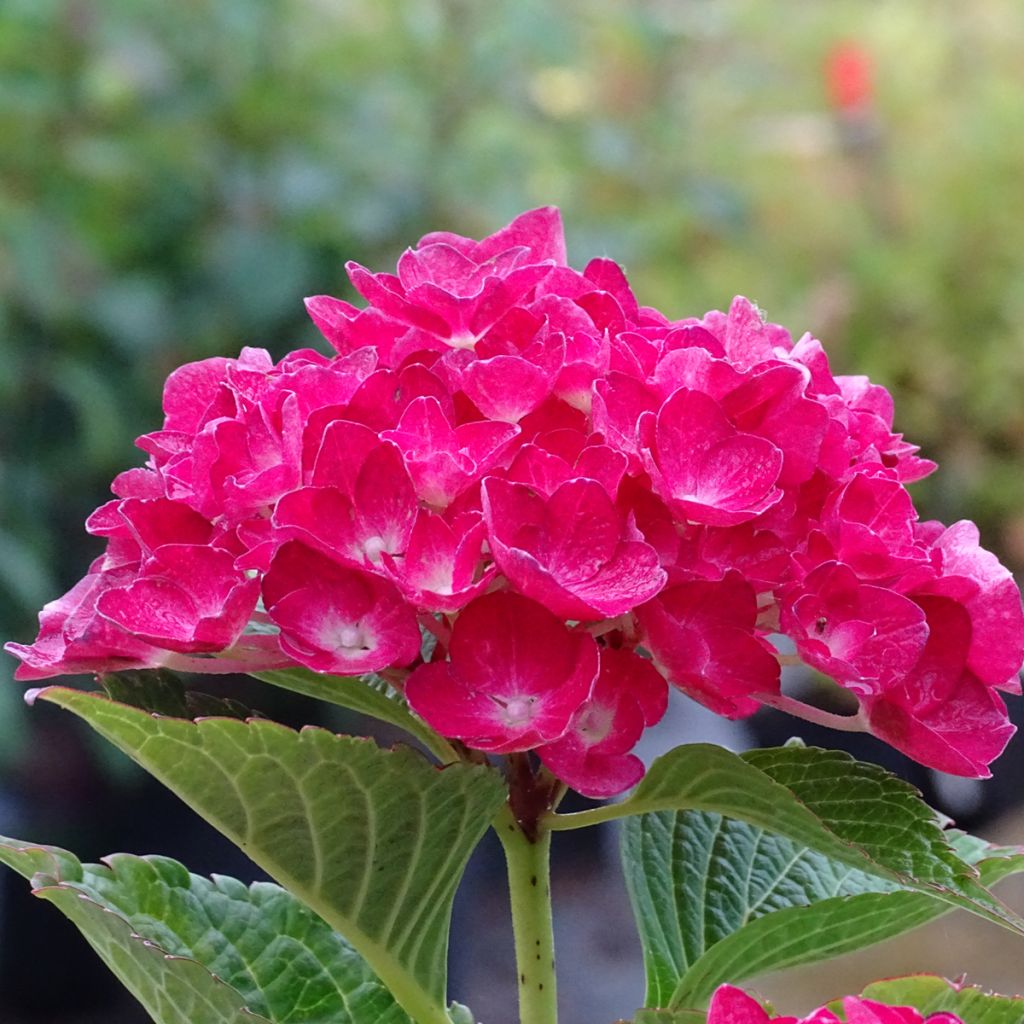 Hydrangea macrophylla Green Shadow