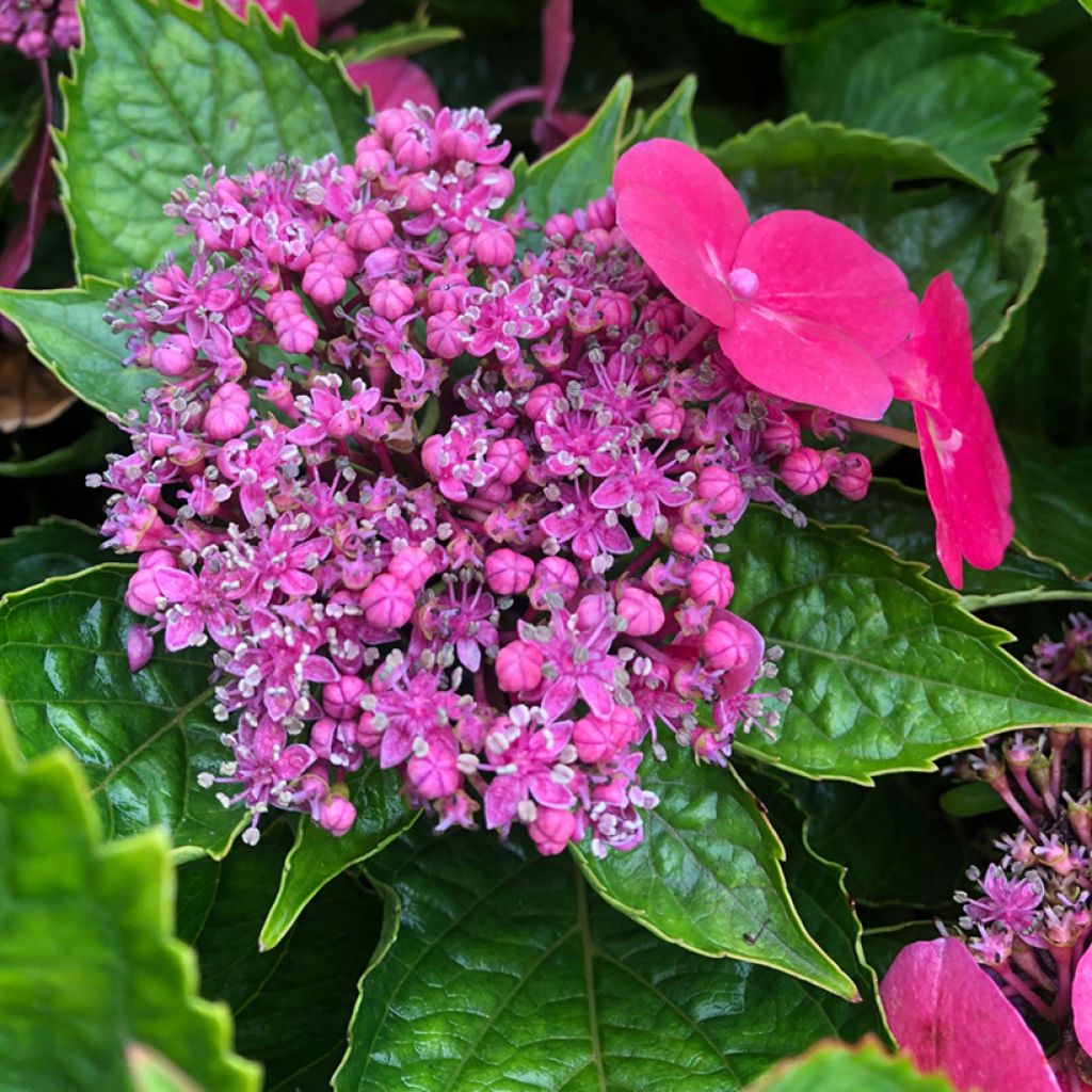 Hydrangea macrophylla Teller Kardinal