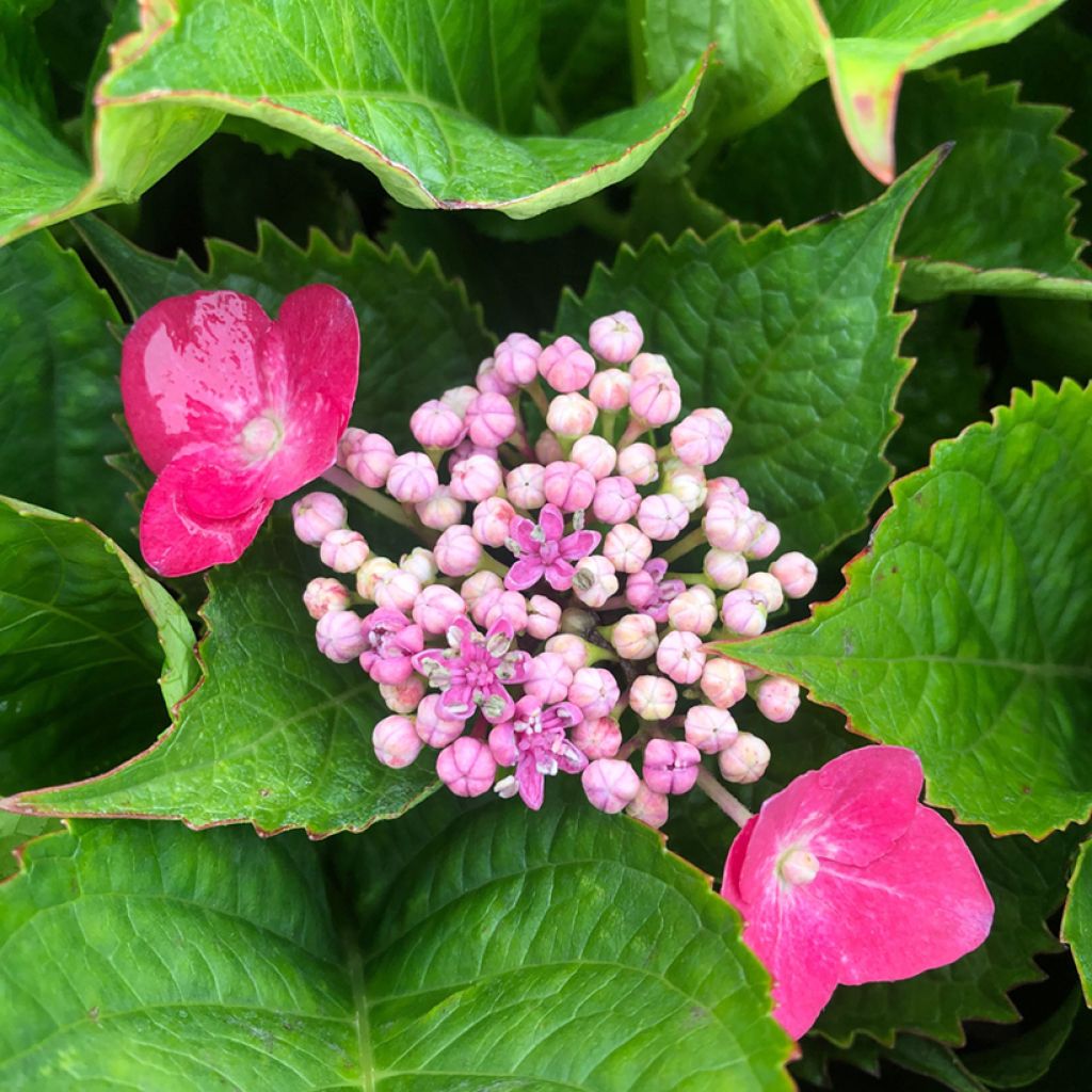 Hydrangea macrophylla Teller Kardinal