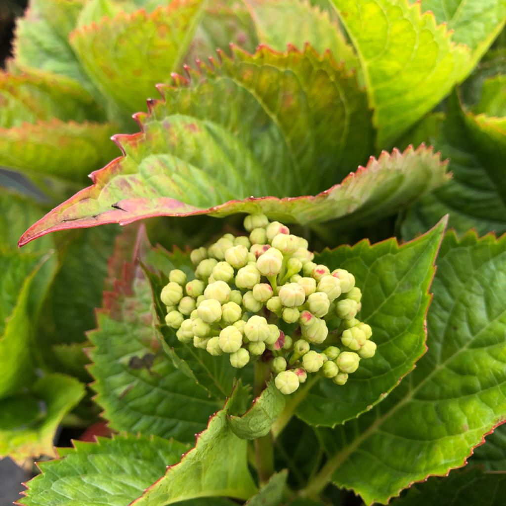 Hydrangea macrophylla Teller Kardinal