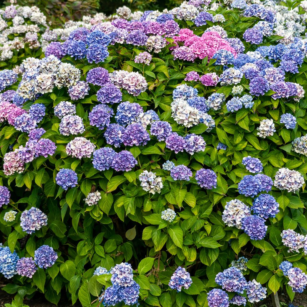 Hydrangea macrophylla La Marne
