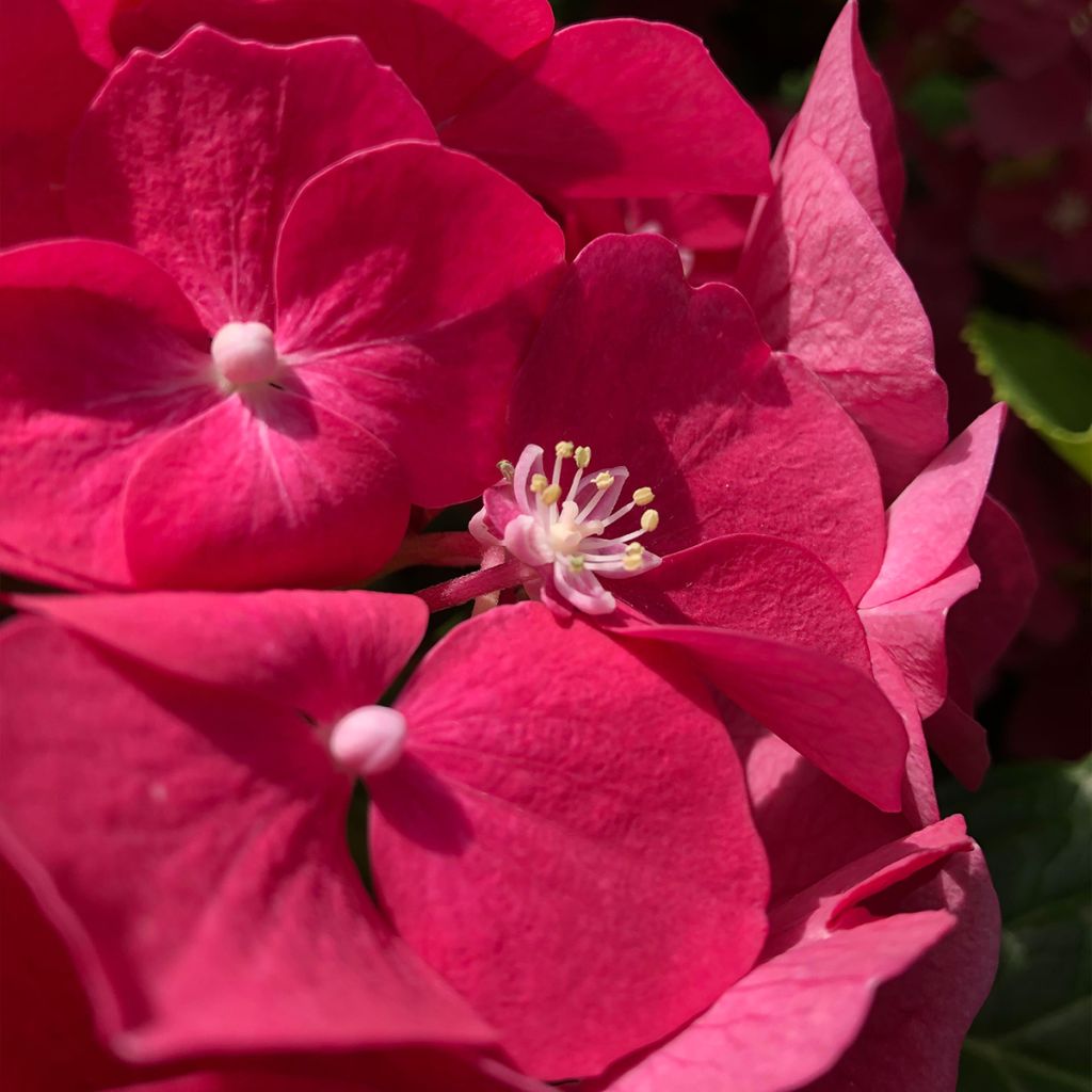 Hydrangea macrophylla Leuchtfeuer