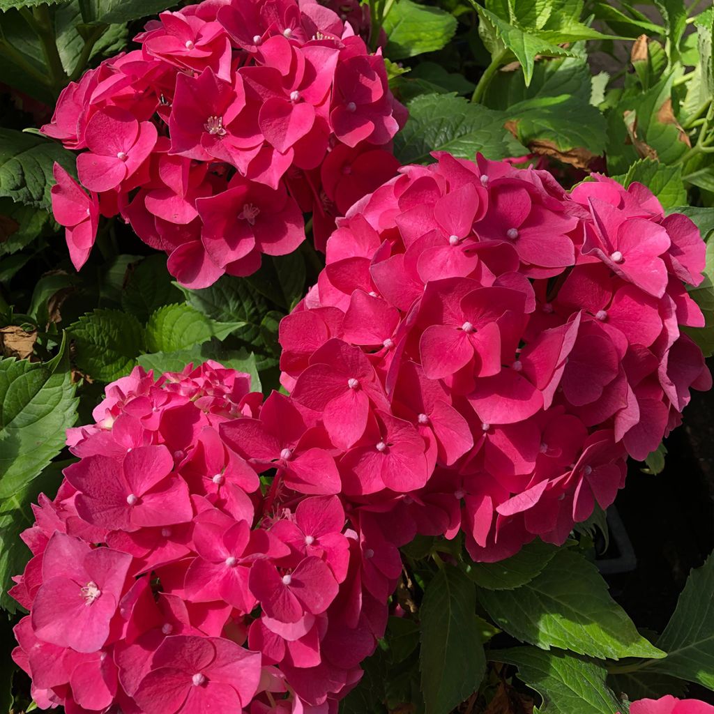 Hydrangea macrophylla Leuchtfeuer