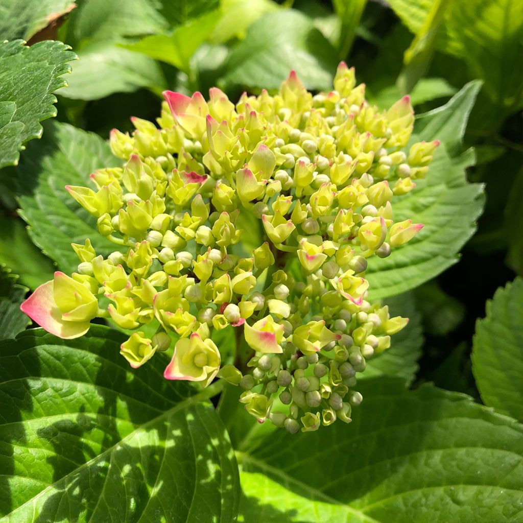 Hydrangea macrophylla Leuchtfeuer