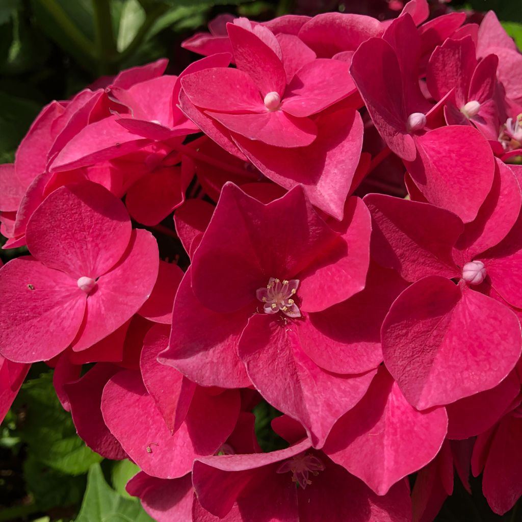 Hydrangea macrophylla Leuchtfeuer