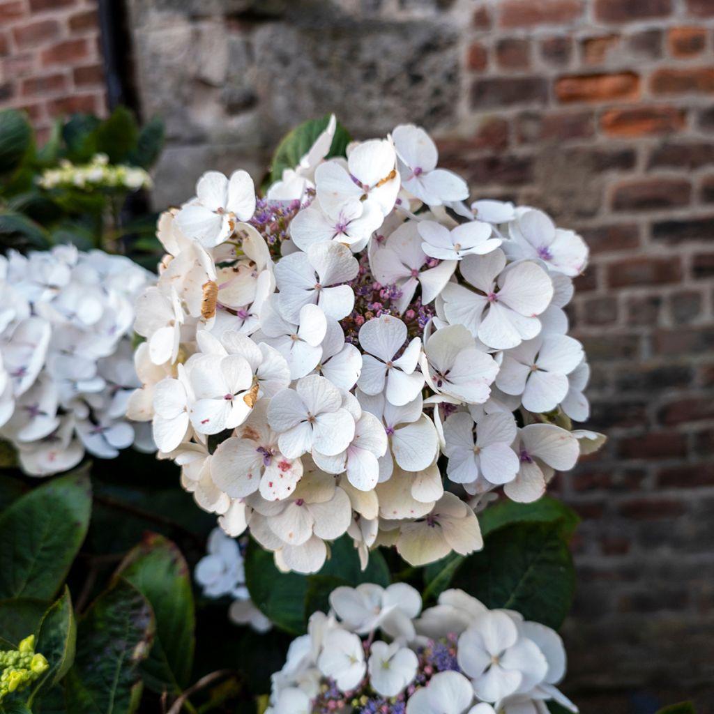 Hydrangea macrophylla Libelle