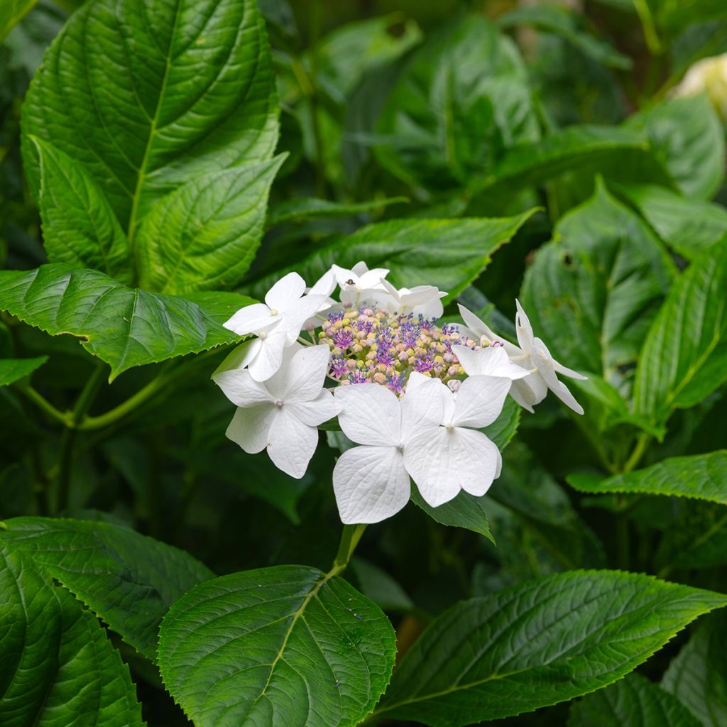 Hydrangea macrophylla Libelle