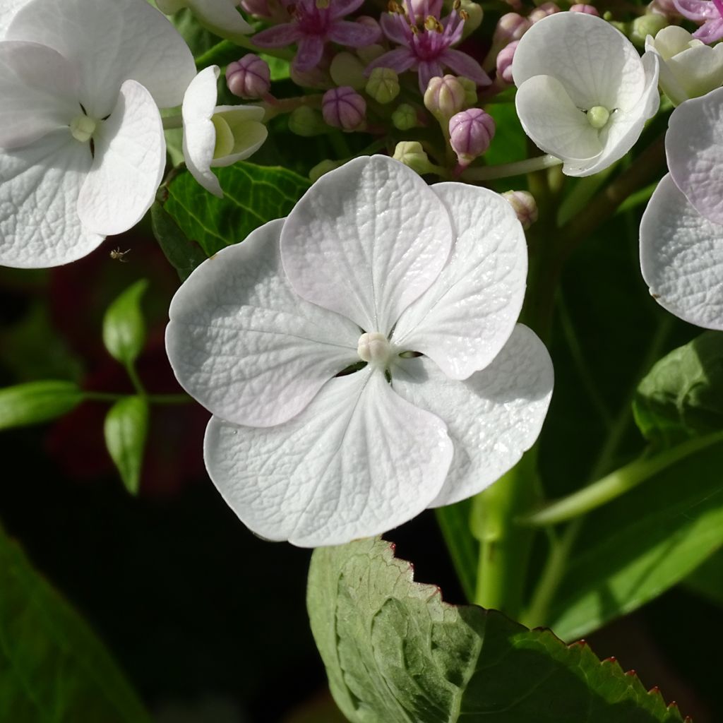 Hydrangea macrophylla Libelle
