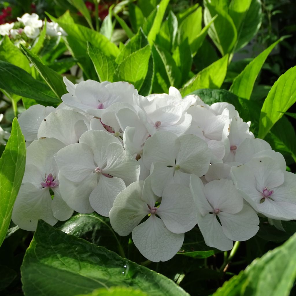 Hydrangea macrophylla Libelle