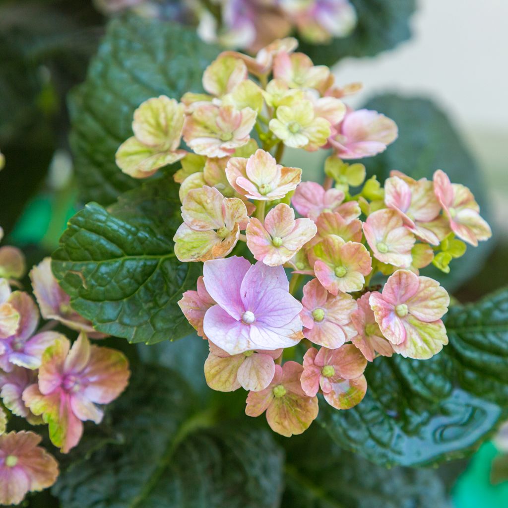 Hydrangea macrophylla Magical Amethyst