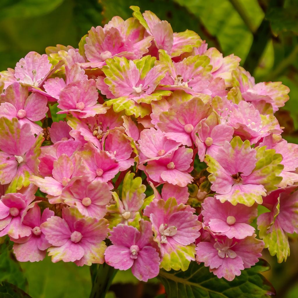 Hydrangea macrophylla Magical Jade
