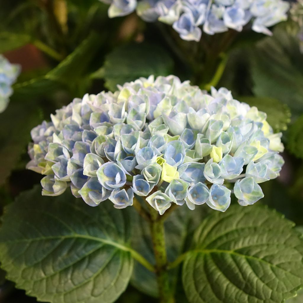 Hydrangea macrophylla Magical Revolution Blue
