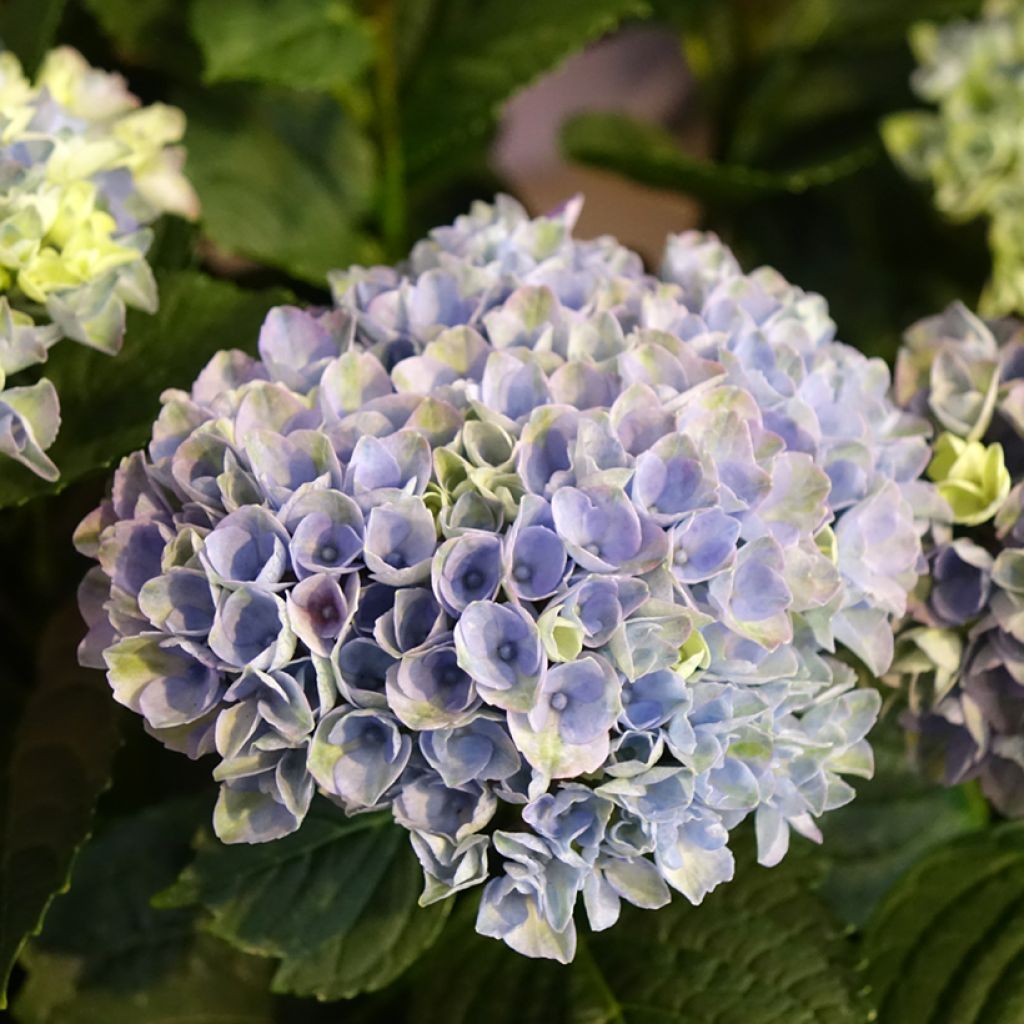 Hydrangea macrophylla Magical Revolution Blue