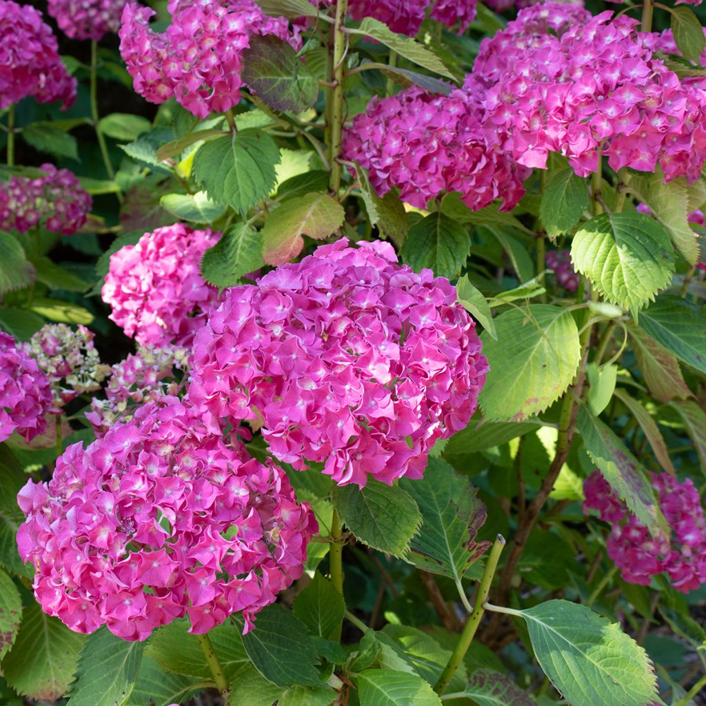 Hydrangea macrophylla Masja