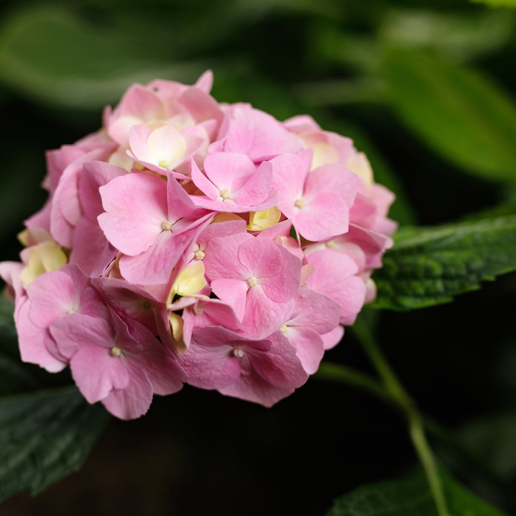 Hydrangea macrophylla Teller Messalina