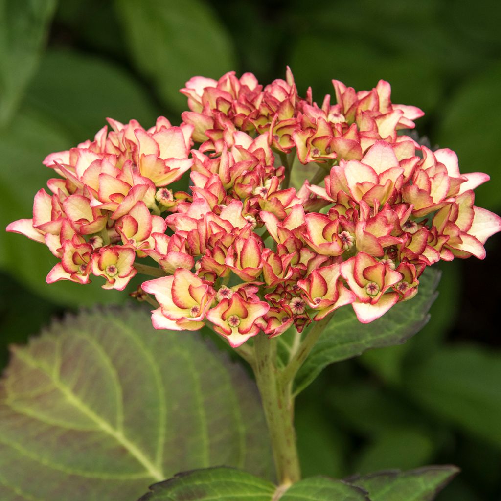 Hydrangea macrophylla Miraï