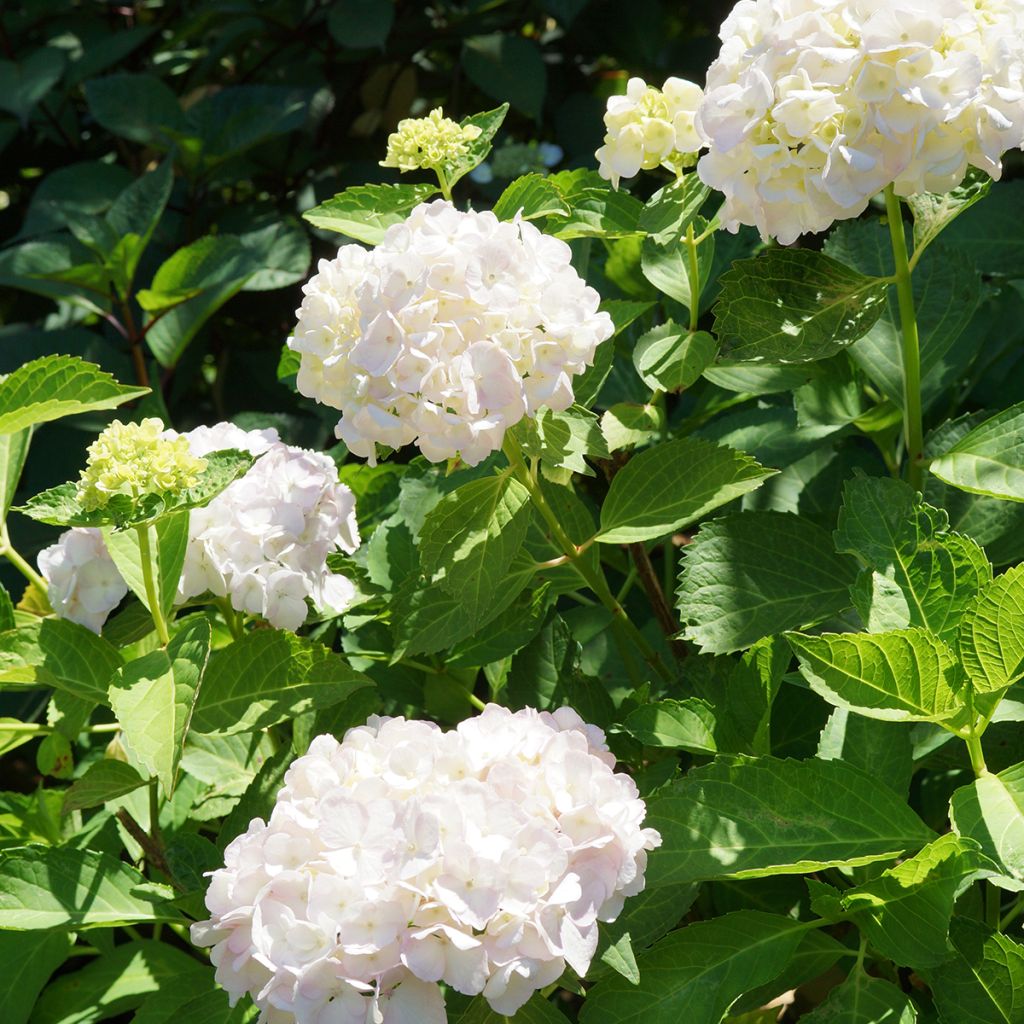Hydrangea macrophylla Mme Emile Mouillière