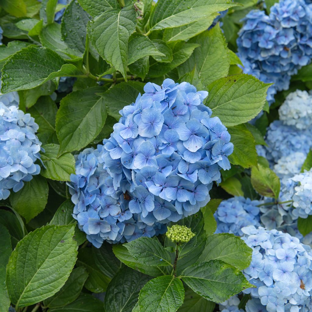 Hydrangea macrophylla Mousseline