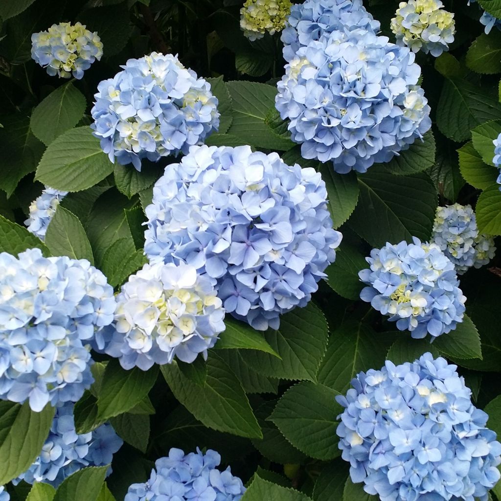 Hydrangea macrophylla Nikko Blue