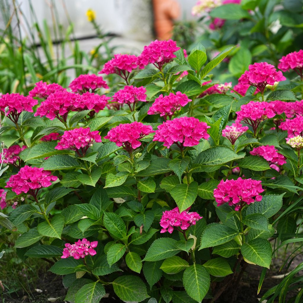 Hydrangea macrophylla Pia