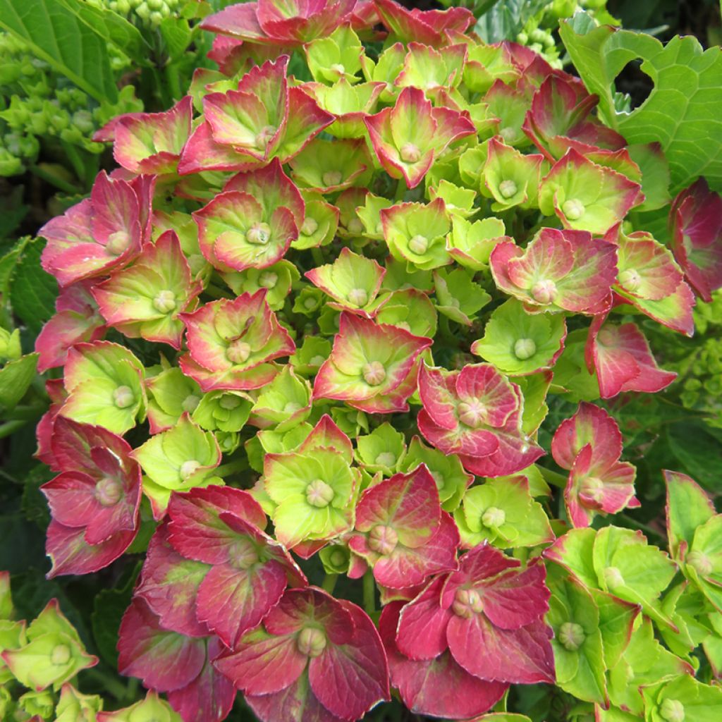 Hydrangea macrophylla Choco Love 